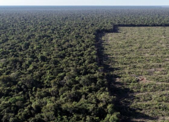 82% da perda de hectares naturais da Amazônia foi no Brasil. (Foto: Mário Oliveira/MTUR)