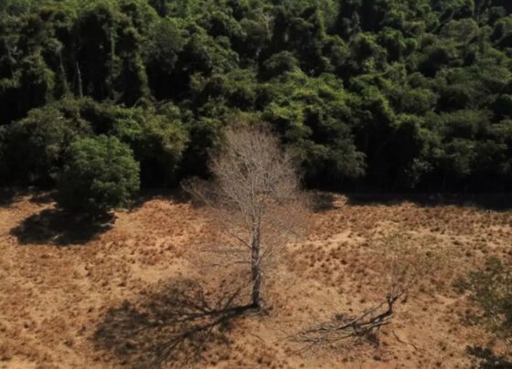 Projeto de Lei Complementar pretende reclassificar florestas em Cerrado em MT. (Foto: Amanda Perobelli/Agência Brasil)