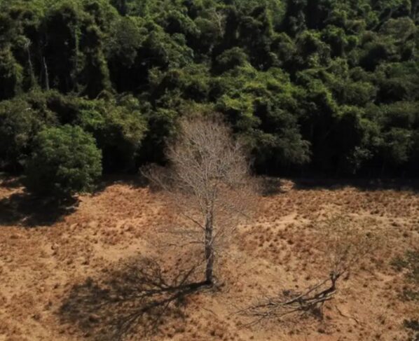 Projeto de Lei Complementar pretende reclassificar florestas em Cerrado em MT. (Foto: Amanda Perobelli/Agência Brasil)